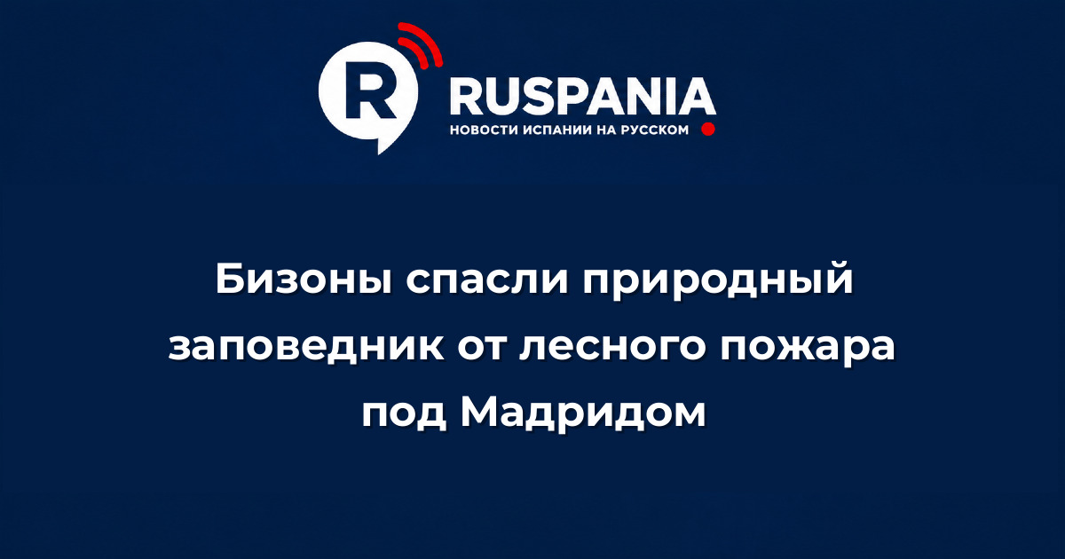 Новости Испании: Бизоны спасли природный заповедник от лесного пожара под Мадридом